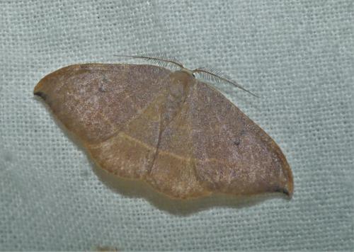 Watsonalla sp.