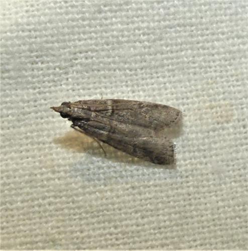 Réf. 337 364 : Acrobasis obliqua