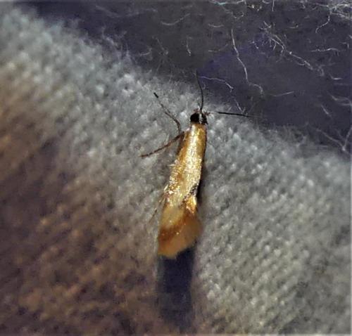 Réf. 337 046 : Batia sp.