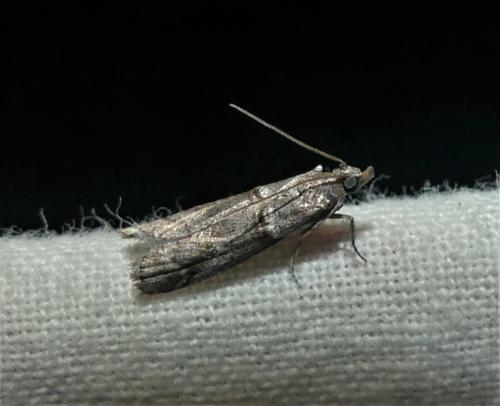 Réf. 337 331 : Acrobasis obliqua