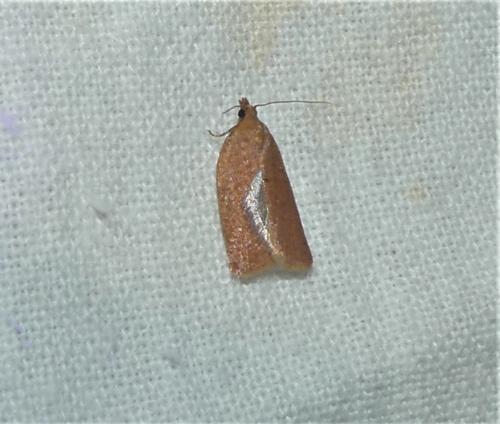 Clepsis consimilana
