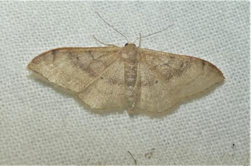 Réf. 337 205 : Idaea degeneraria