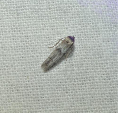 Blastobasis sp.