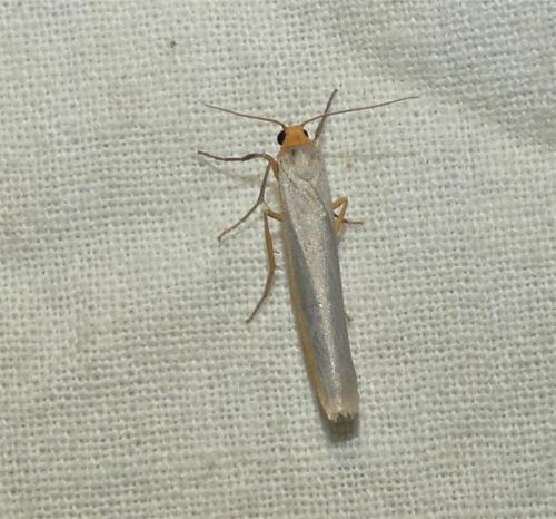 Réf. 337 514 : Eilema sp.