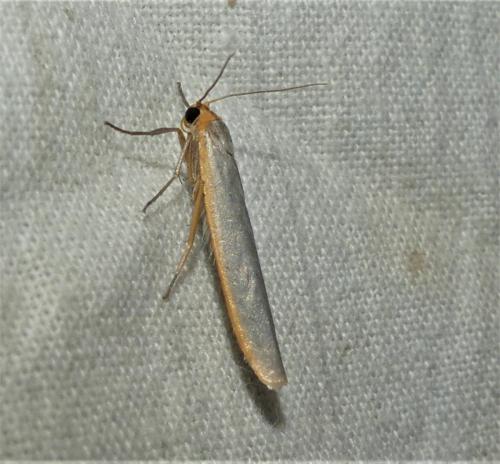 Réf. 337 512 : Eilema sp.