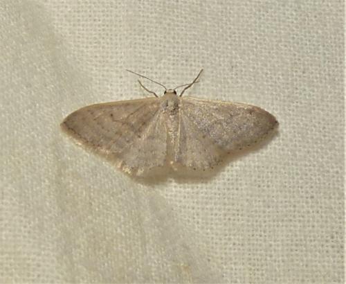 Réf. 337 265 : Idaea sp.