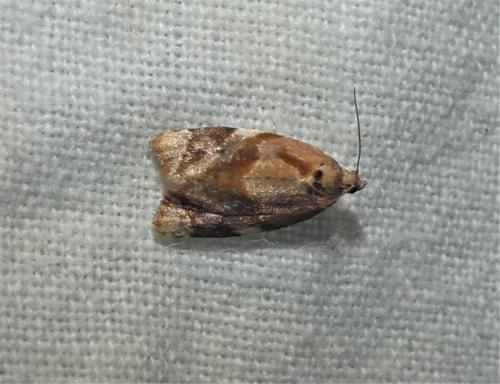 Réf. 337 246 : Ditula angustiorana