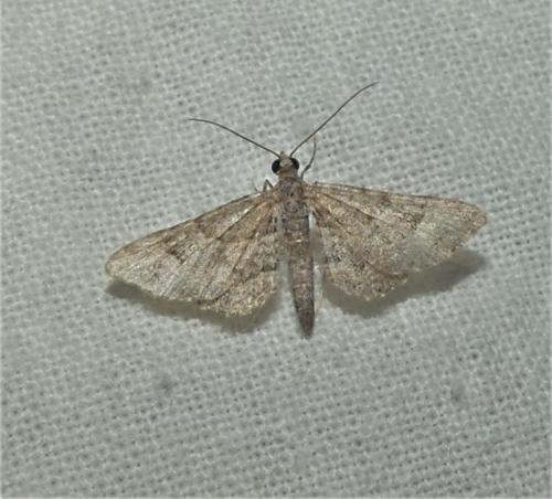 Réf. 337 266 : Gymnoscelis rufifasciata