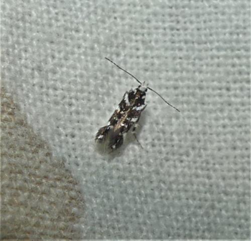 Réf. 337 242 : Vulcaniella sp.