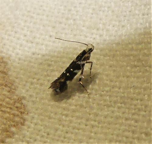 Vulcaniella sp.