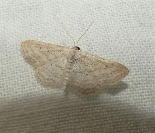 Idaea elongaria