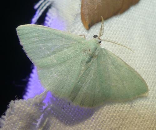 Réf. 337 169 : Xenochlorodes olympiaria