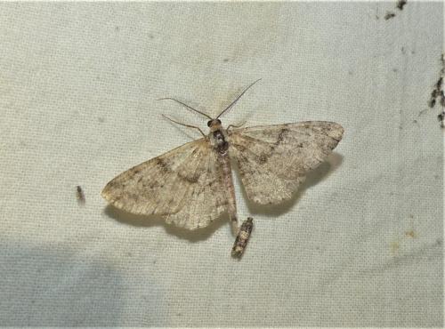 Peribatodes rhomboidaria