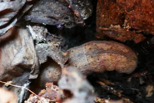 Réf. 337 831 : Trigonophora flammea