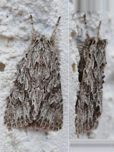 Xylocampa areola