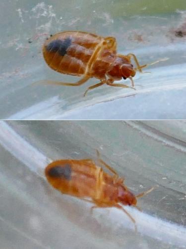 Réf. 337 826 : Cimex sp.