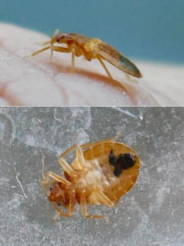 Réf. 337 827 : Cimex sp.