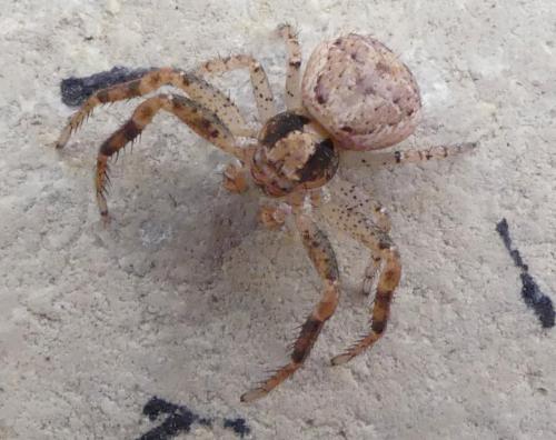 Réf. 337 333 : Xysticus lanio