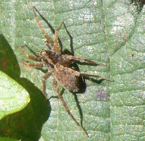 Pardosa sp.
