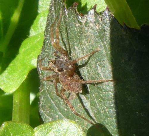 Pardosa sp.