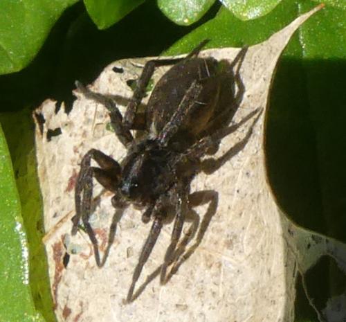 Pardosa sp.