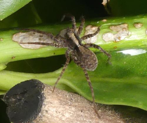 Pardosa sp.