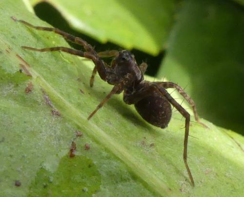 Pardosa sp.