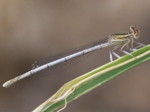 Platycnemis latipes