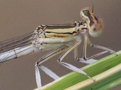 Platycnemis latipes
