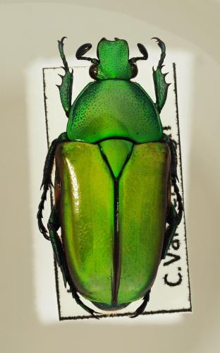 Cetoniinae
