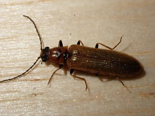 Réf. 337 353 : Denticollis linearis