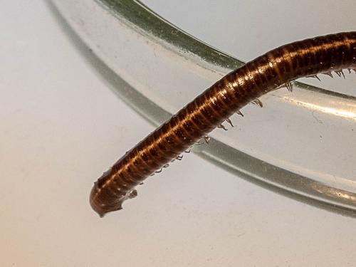 Leptoiulus belgicus