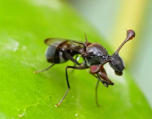 Réf. 337 573 : Chaetodiopsis meigenii