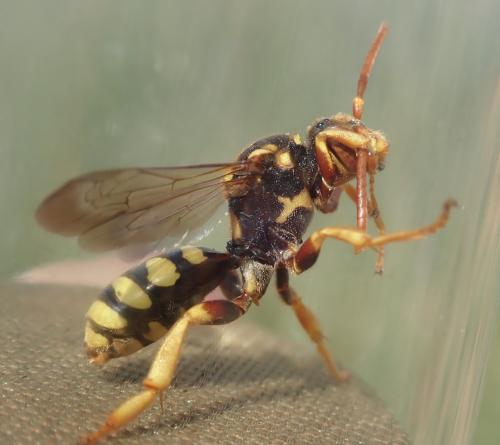 Nomada pectoralis
