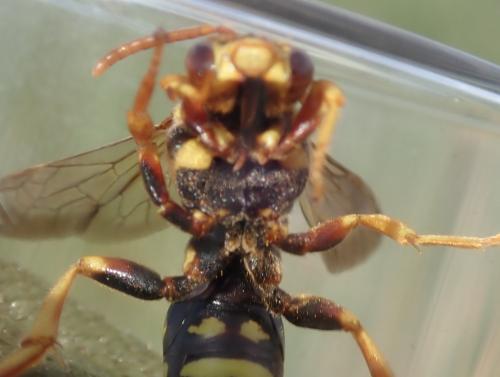 Nomada pectoralis
