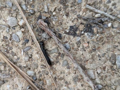 Tasgius sp.
