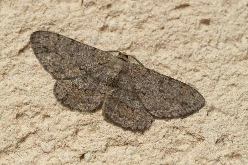 Réf. 337 558 : Hypomecis punctinalis