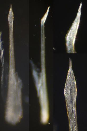 Réf. 337 214 : Homalenotus coriaceus