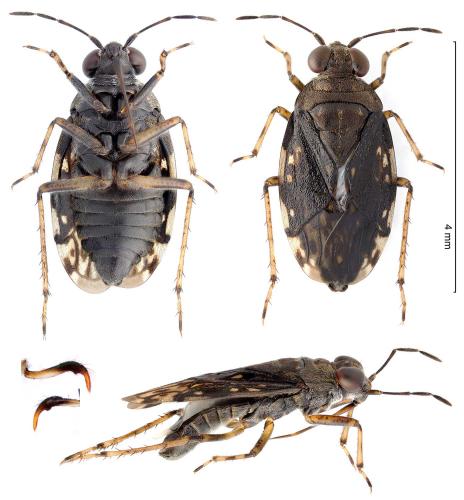 Saldula saltatoria
