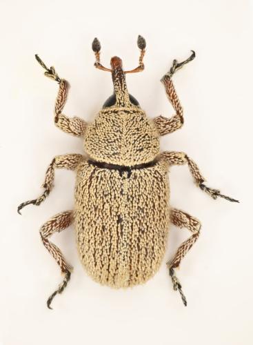 Rhinusa mauritii