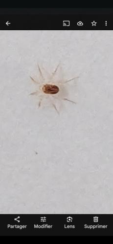 Erythracarus epigeus