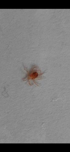 Erythracarus epigeus