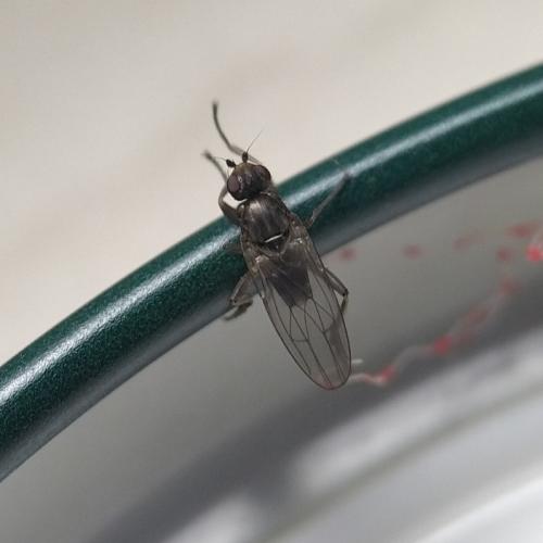 Copromyza sp.