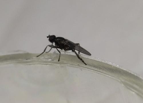 Copromyza sp.