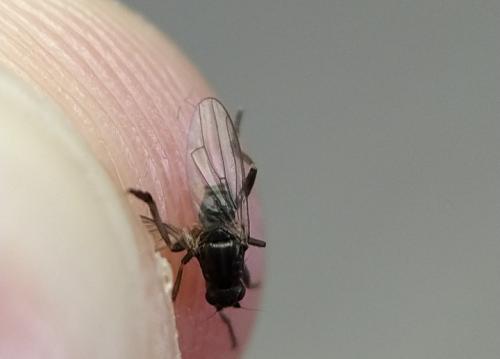Copromyza sp.