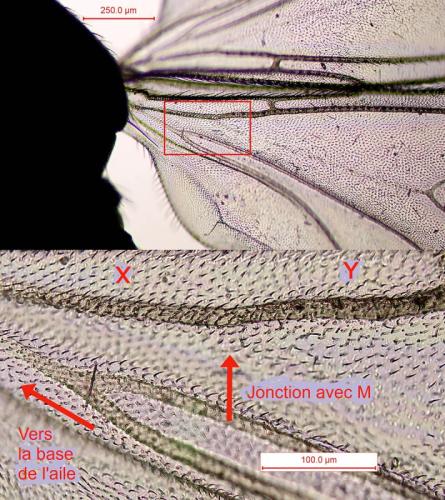 Bradysia tilicola
