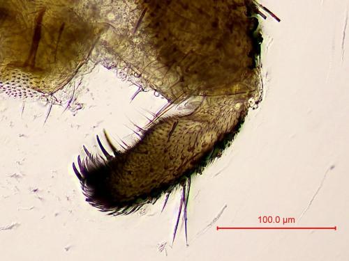 Bradysia tilicola