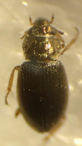 Ochthebius sp.