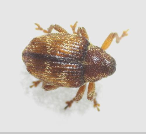 Coeliodes rana