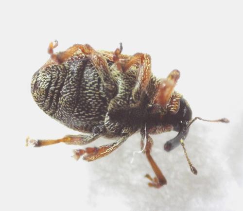 Coeliodes rana